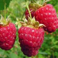 Саженец Ремонтантная малина Кэролайн